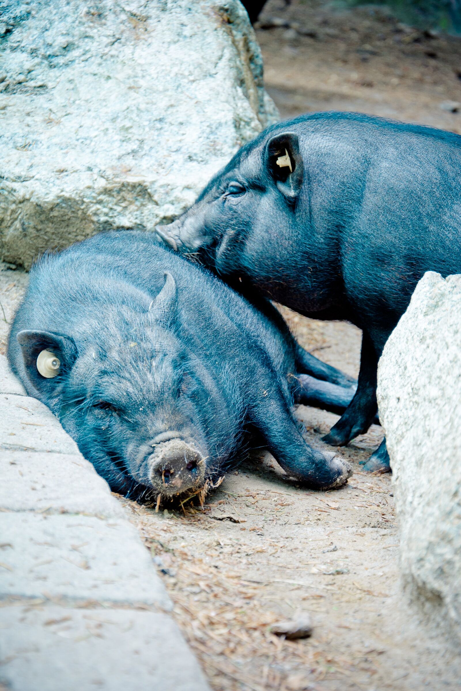 Nikon D7100 sample photo. Pot bellied pig, vietnamese photography