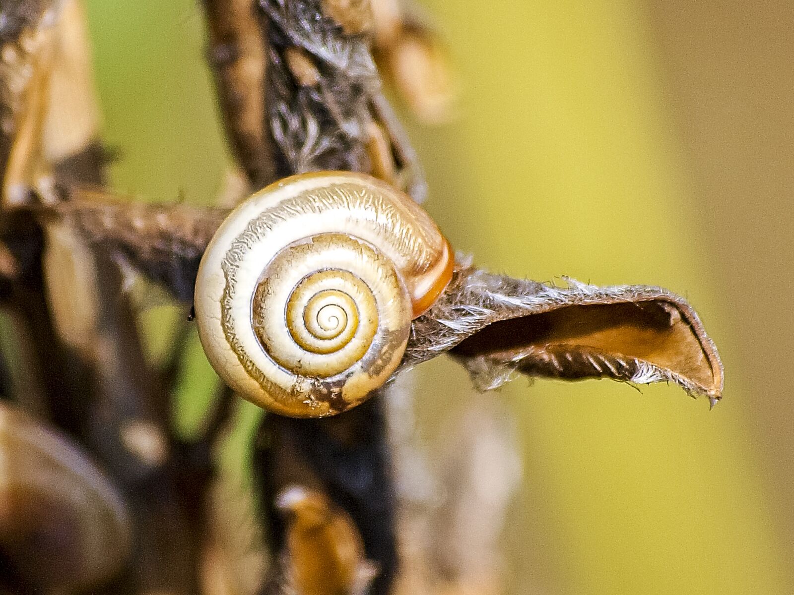 Olympus E-3 sample photo. Snail, reptile, leaves snail photography