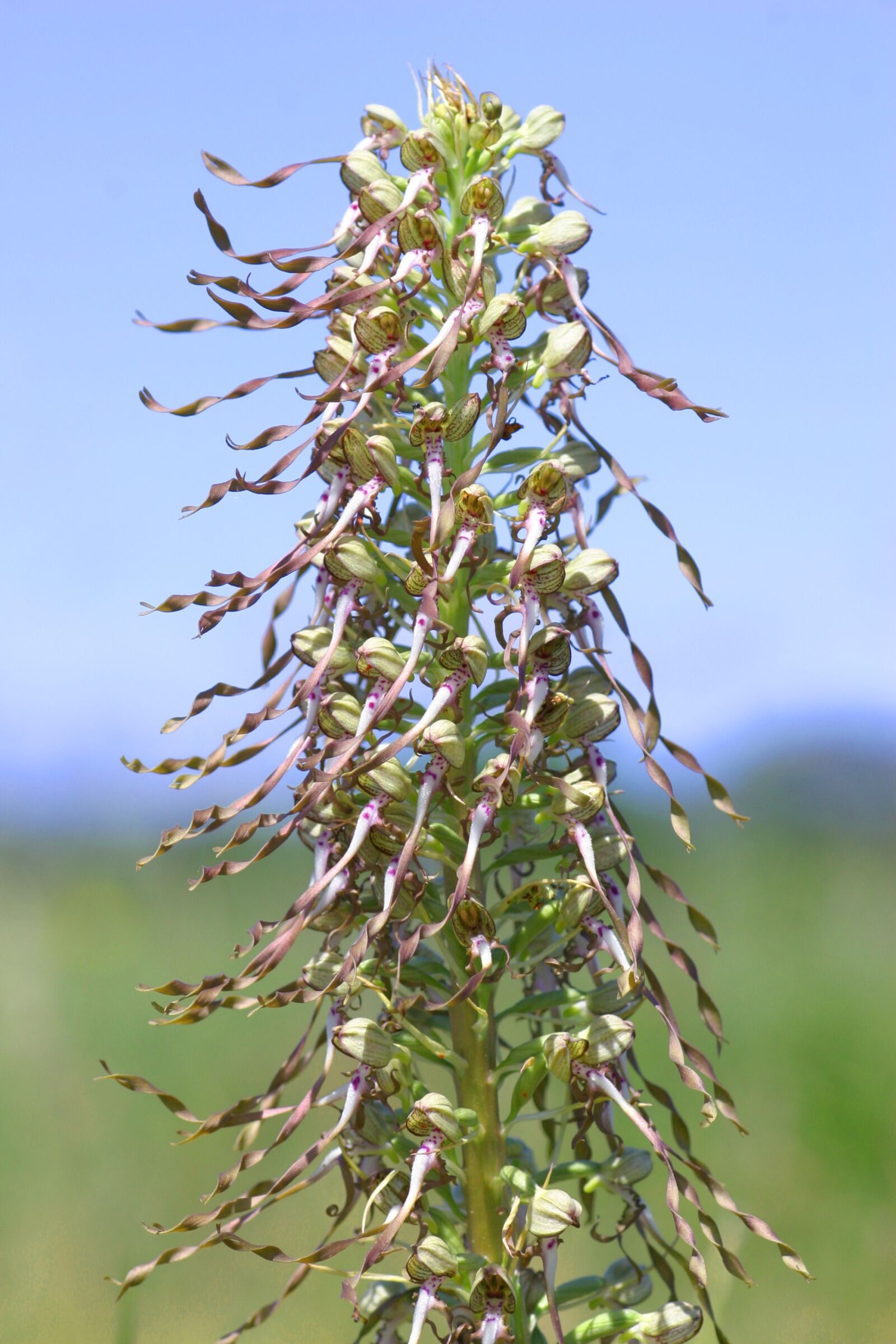 Canon EOS 10D sample photo. Orchis goat, flower, nature photography