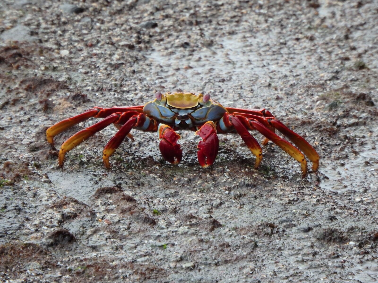 Olympus SP-100EE sample photo. Sally lightfoot crab, grapsus photography