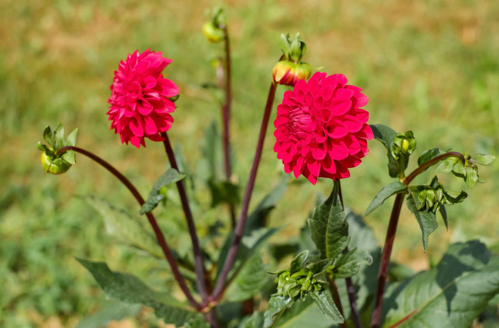 Fujifilm X-T10 + Fujifilm XF 35mm F1.4 R sample photo. Dahlia, flowers, bloom photography