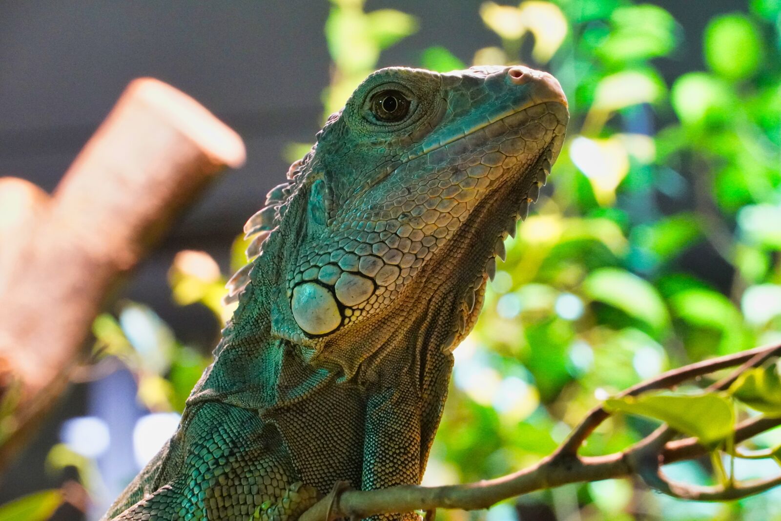 Sony a6400 sample photo. Green iguana, iguana, reptile photography