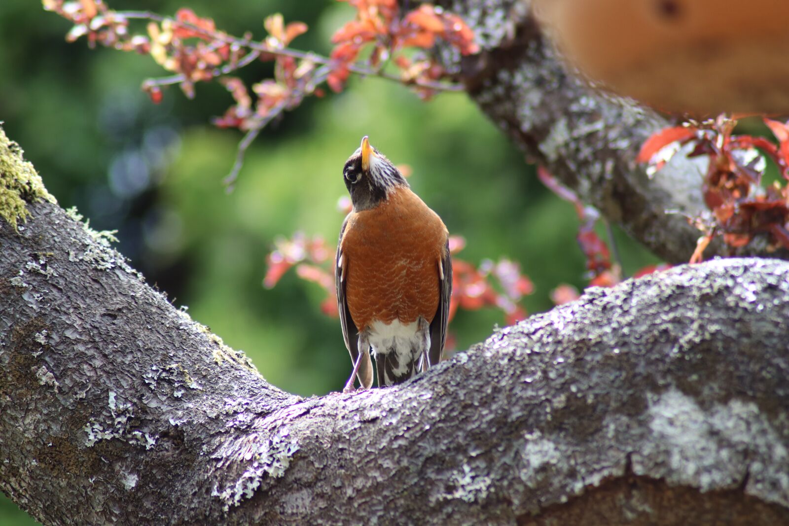 Canon EOS 80D sample photo. Robin, bird, nature photography
