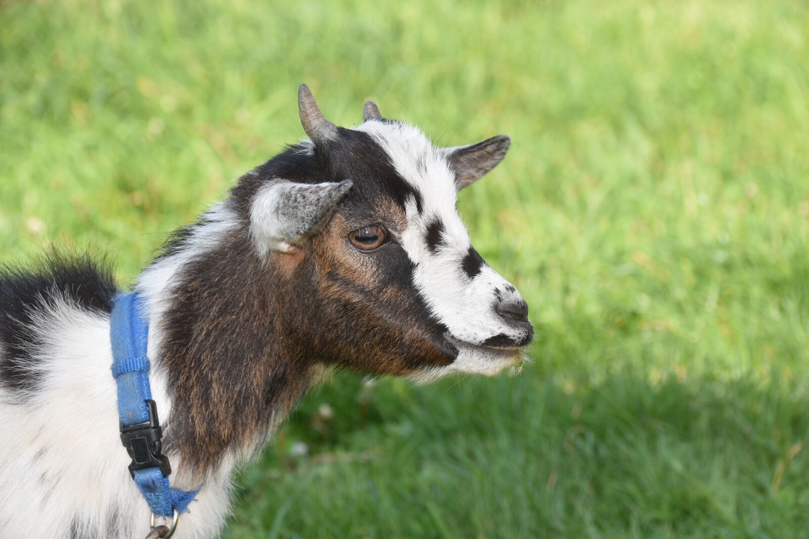 Nikon D5600 sample photo. Goat, mammal, ruminant photography
