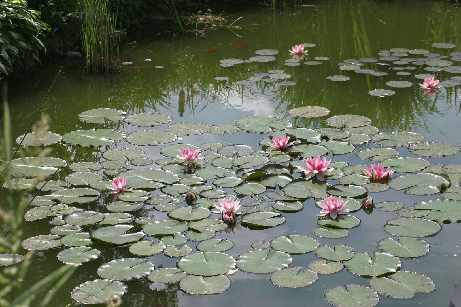 Canon EOS 300D (EOS Digital Rebel / EOS Kiss Digital) sample photo. Garden pond, water lilies photography