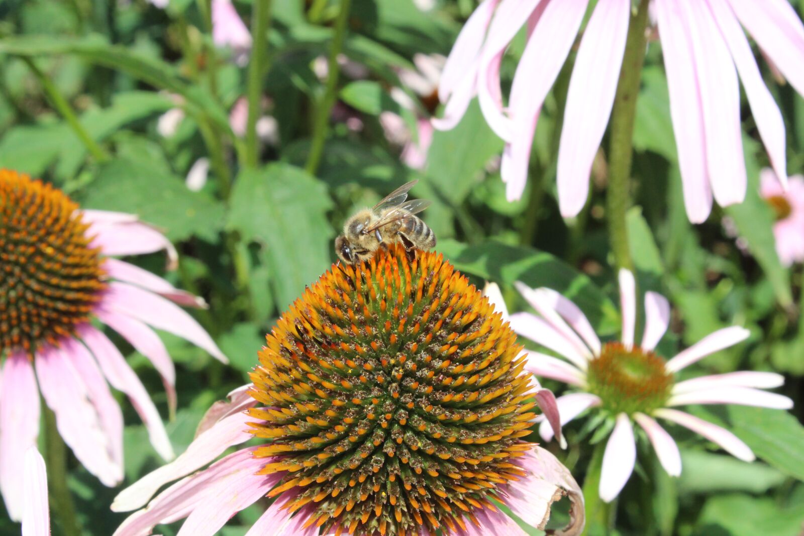 Canon EOS 1300D (EOS Rebel T6 / EOS Kiss X80) sample photo. Flower, bee, insect photography
