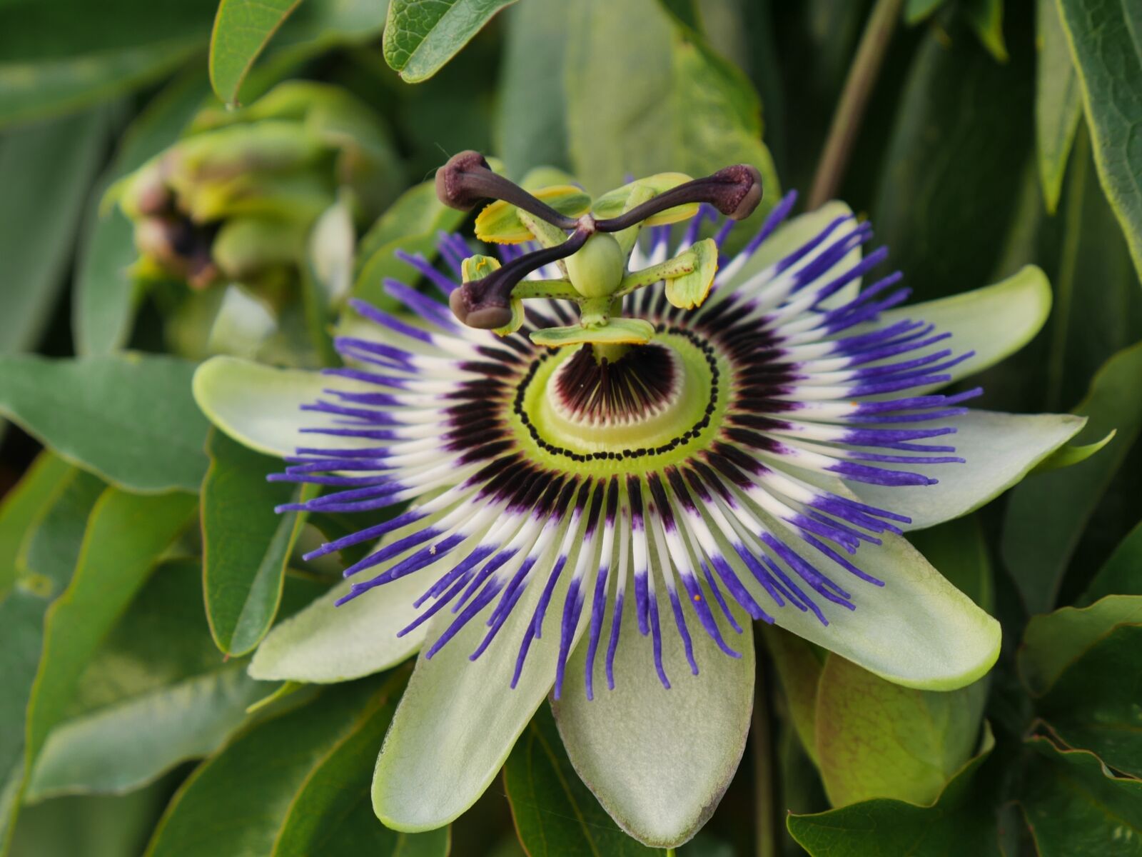 Panasonic Lumix DMC-GX7 sample photo. Blossom, bloom, passion flower photography