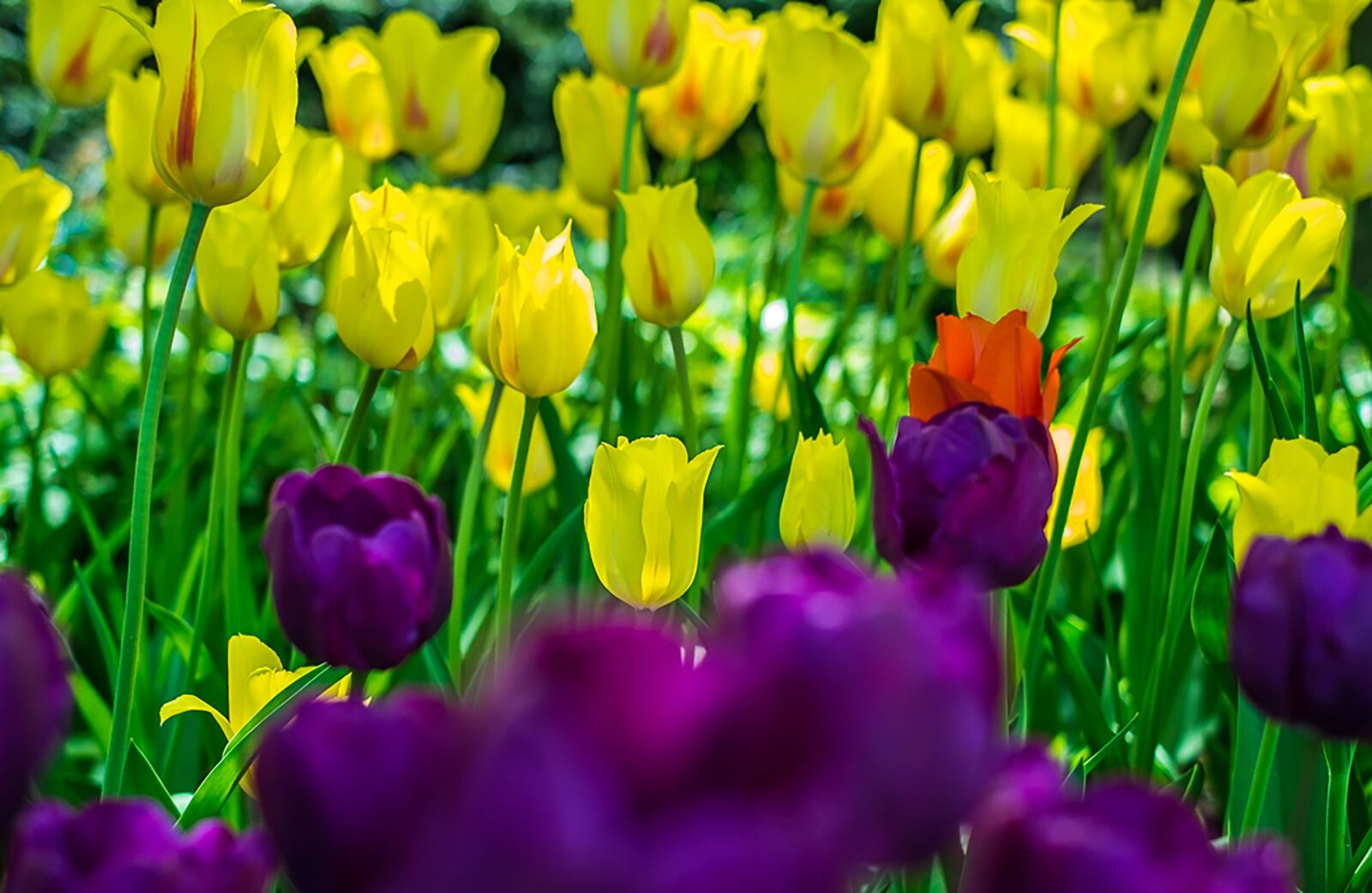 Fujifilm X-Pro1 sample photo. Tulips, flowers, garden photography