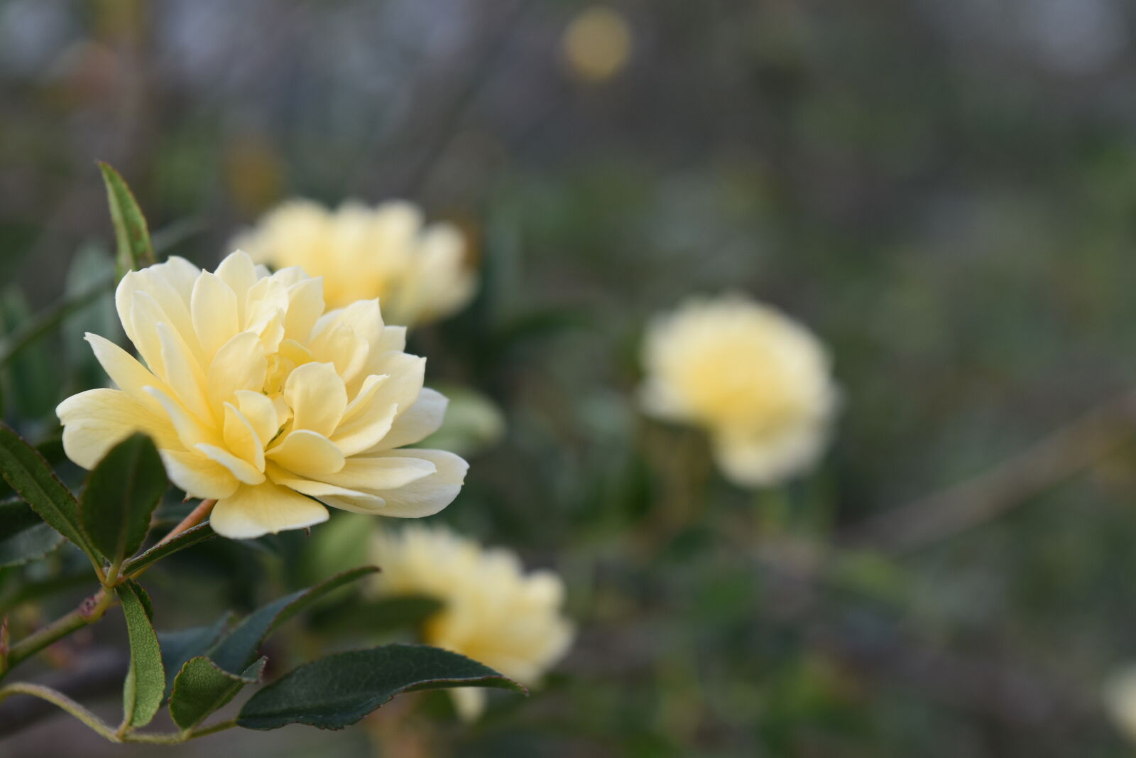 Nikon D5500 sample photo. Yellow, rose photography