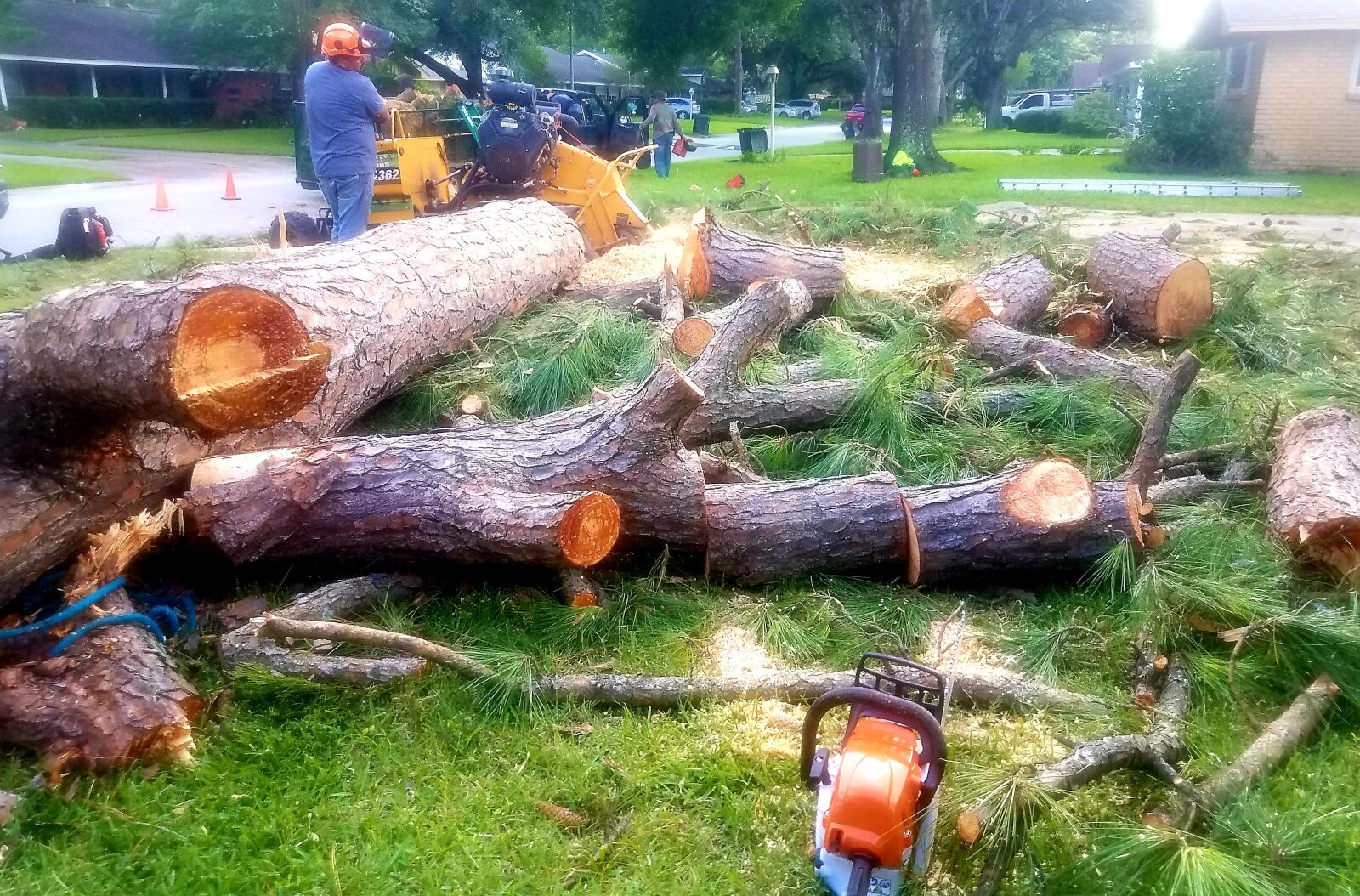 Samsung Galaxy S7 Edge sample photo. Nature, tree, removal photography