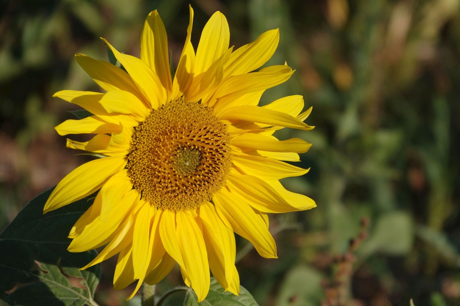 Sony Cyber-shot DSC-RX10 IV sample photo. Sunflower in october, autumn photography
