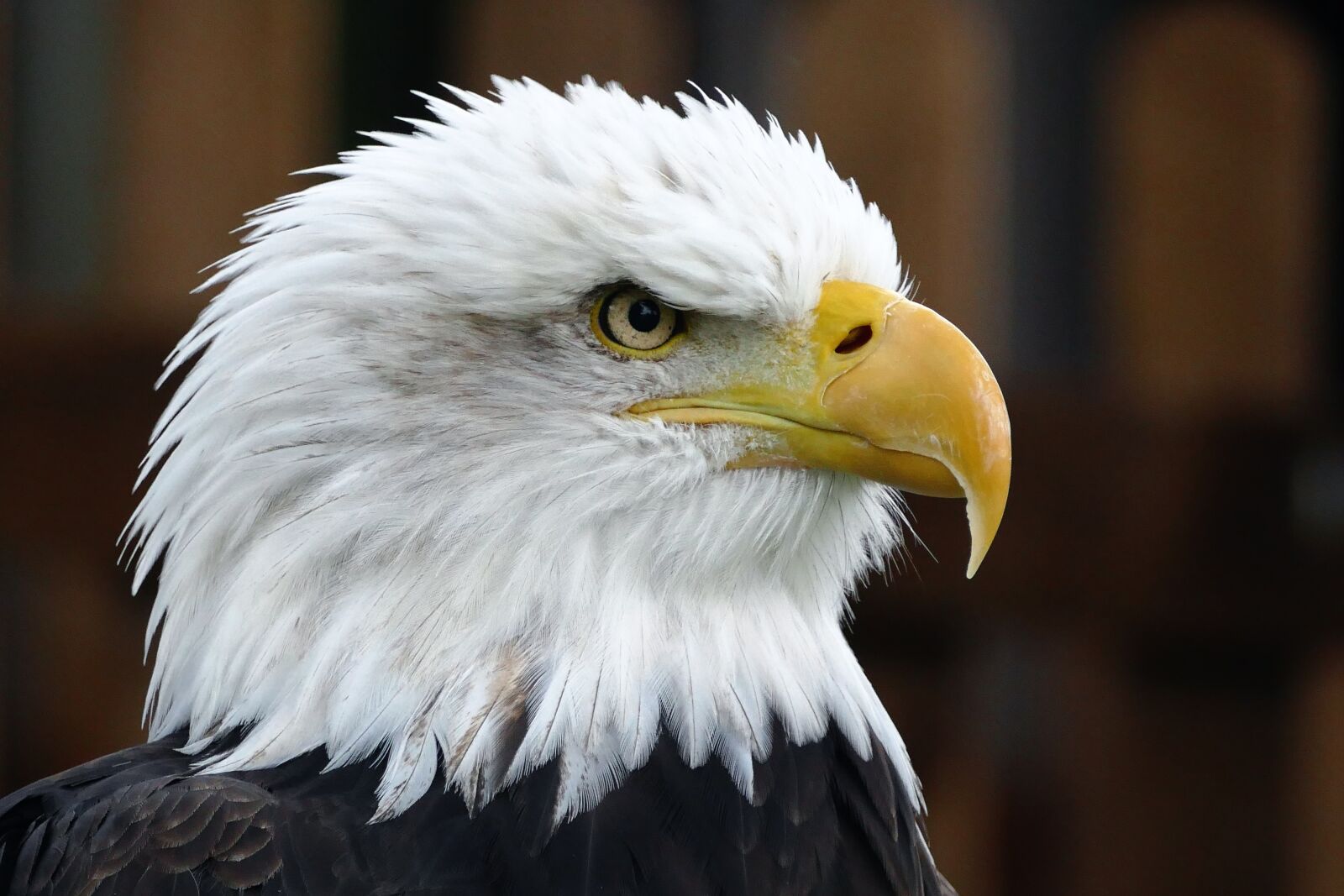 Panasonic Lumix DMC-FZ1000 sample photo. Animal, avian, bald, eagle photography