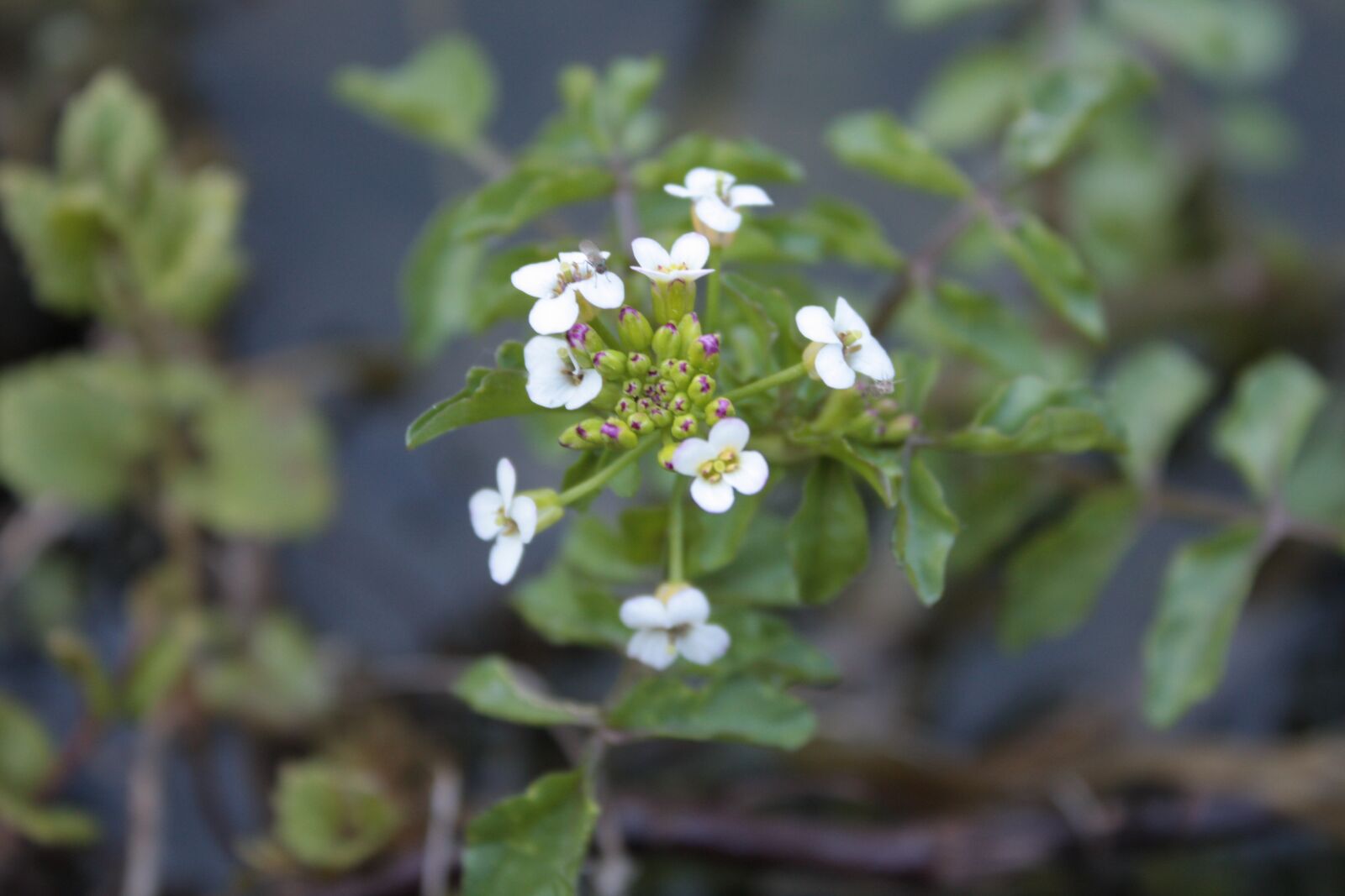 Canon EOS 450D (EOS Rebel XSi / EOS Kiss X2) sample photo. Watercress, nasturtium officinale, cruciferous photography