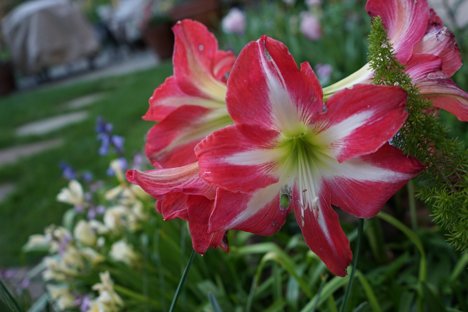Sony a7 + Sony FE 28-70mm F3.5-5.6 OSS sample photo. Flower, garden, flower garden photography