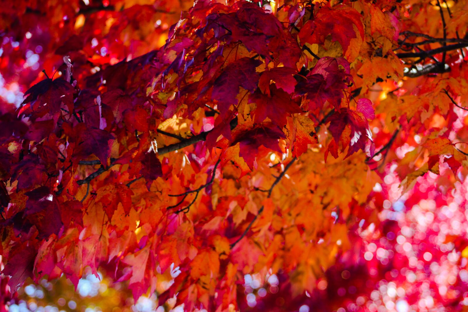 Canon EOS 1200D (EOS Rebel T5 / EOS Kiss X70 / EOS Hi) + EF75-300mm f/4-5.6 sample photo. Fall, tree, leaves photography