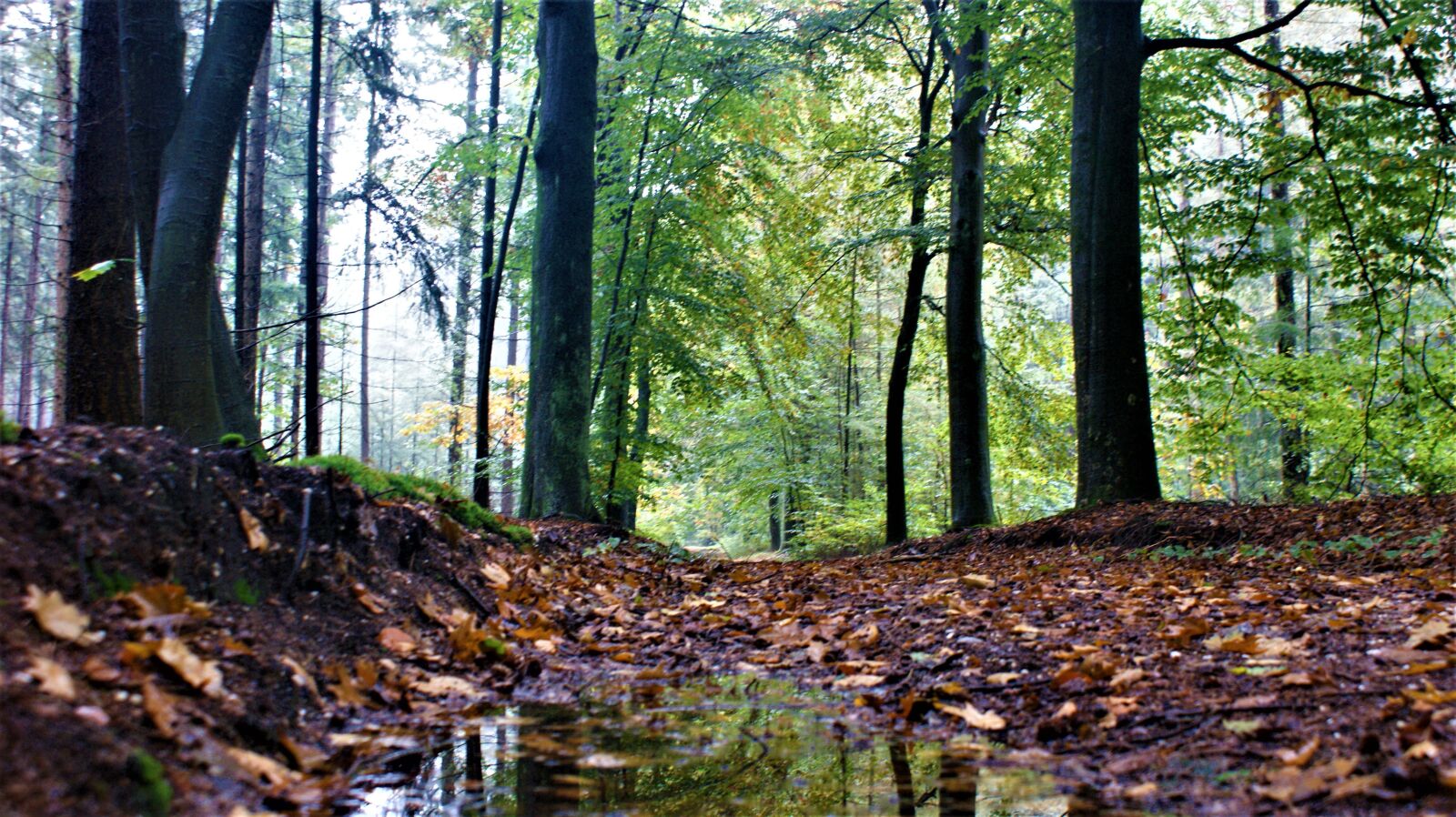 Sony Alpha DSLR-A350 sample photo. Magic, forest, autumn photography
