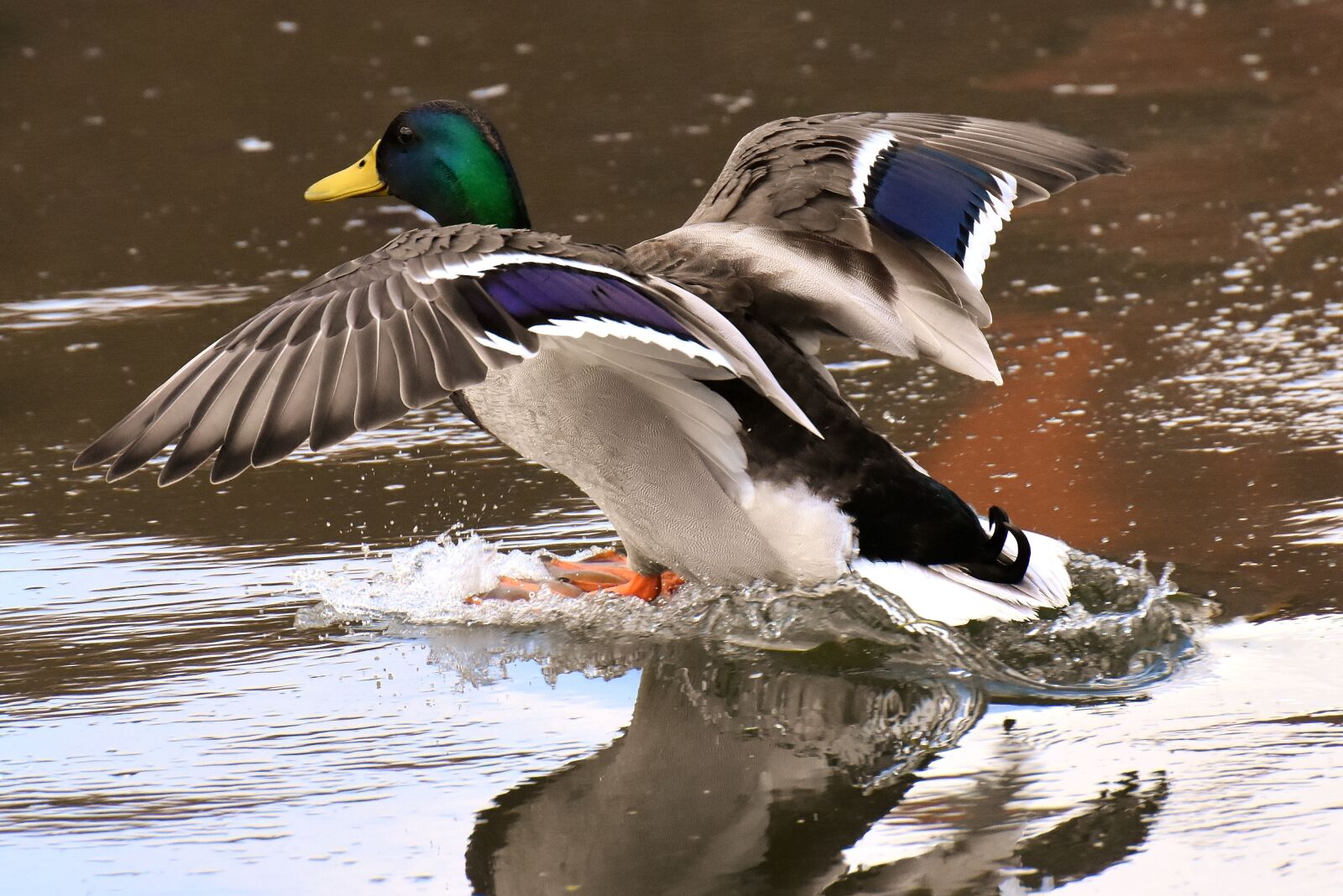 Nikon D7200 sample photo. Mallard, males, flying photography