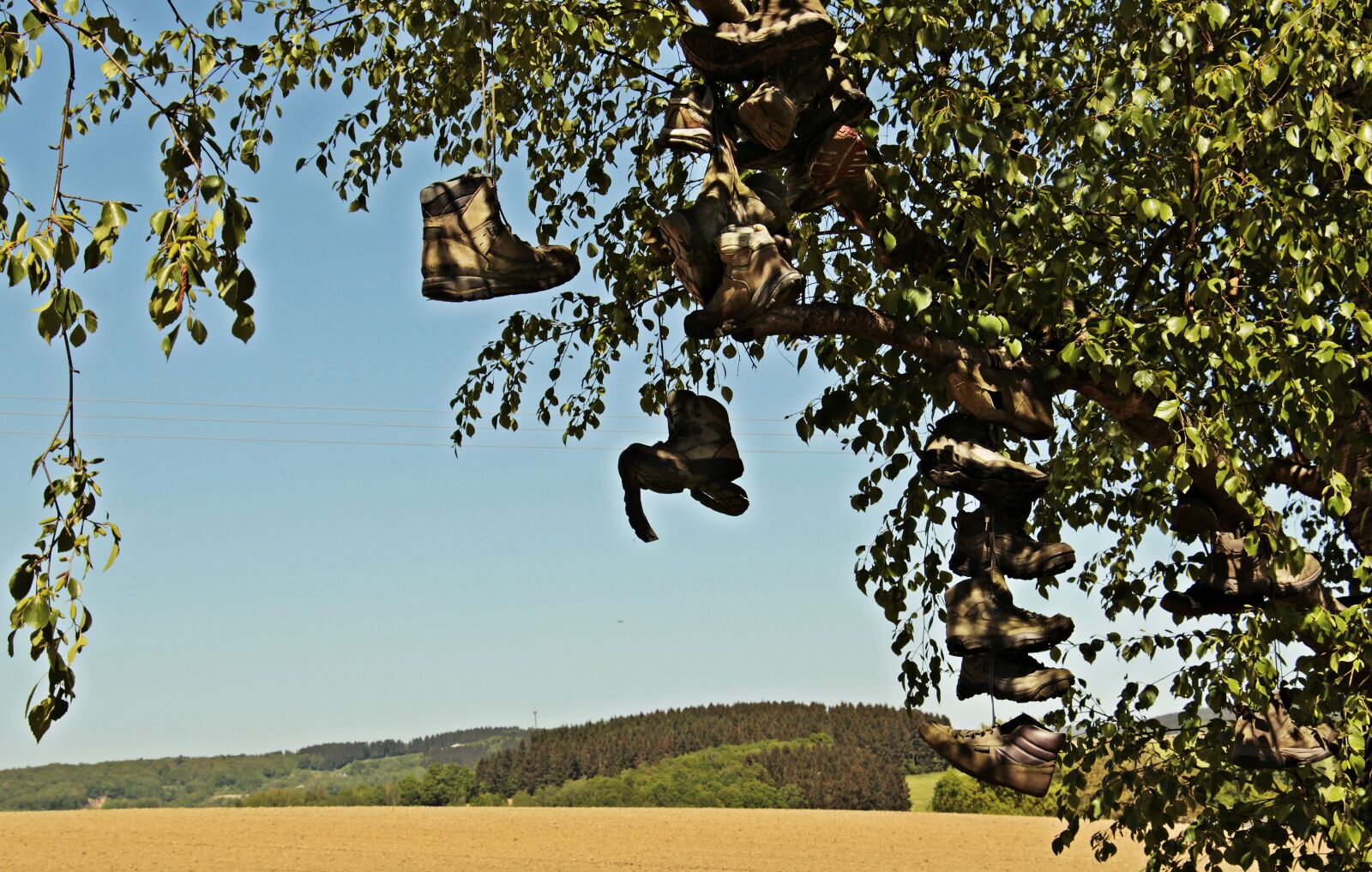 Canon EOS 100D (EOS Rebel SL1 / EOS Kiss X7) sample photo. Tree, hiking shoes, field photography