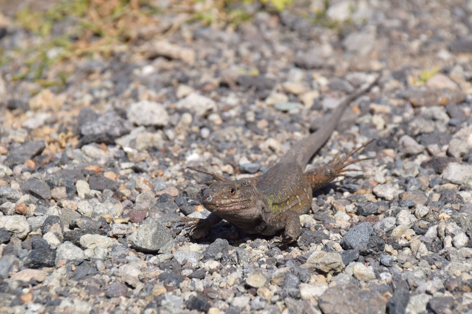 Nikon D5300 sample photo. Lizard, canary islands, tenerife photography