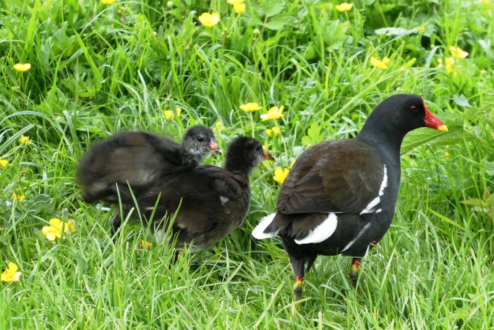 Panasonic Lumix DC-ZS70 (Lumix DC-TZ90) sample photo. Waterhoentje boy, chicks, fledglings photography