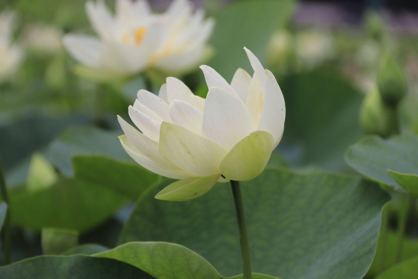 Canon EOS 800D (EOS Rebel T7i / EOS Kiss X9i) sample photo. Lotus, flowers, nature photography