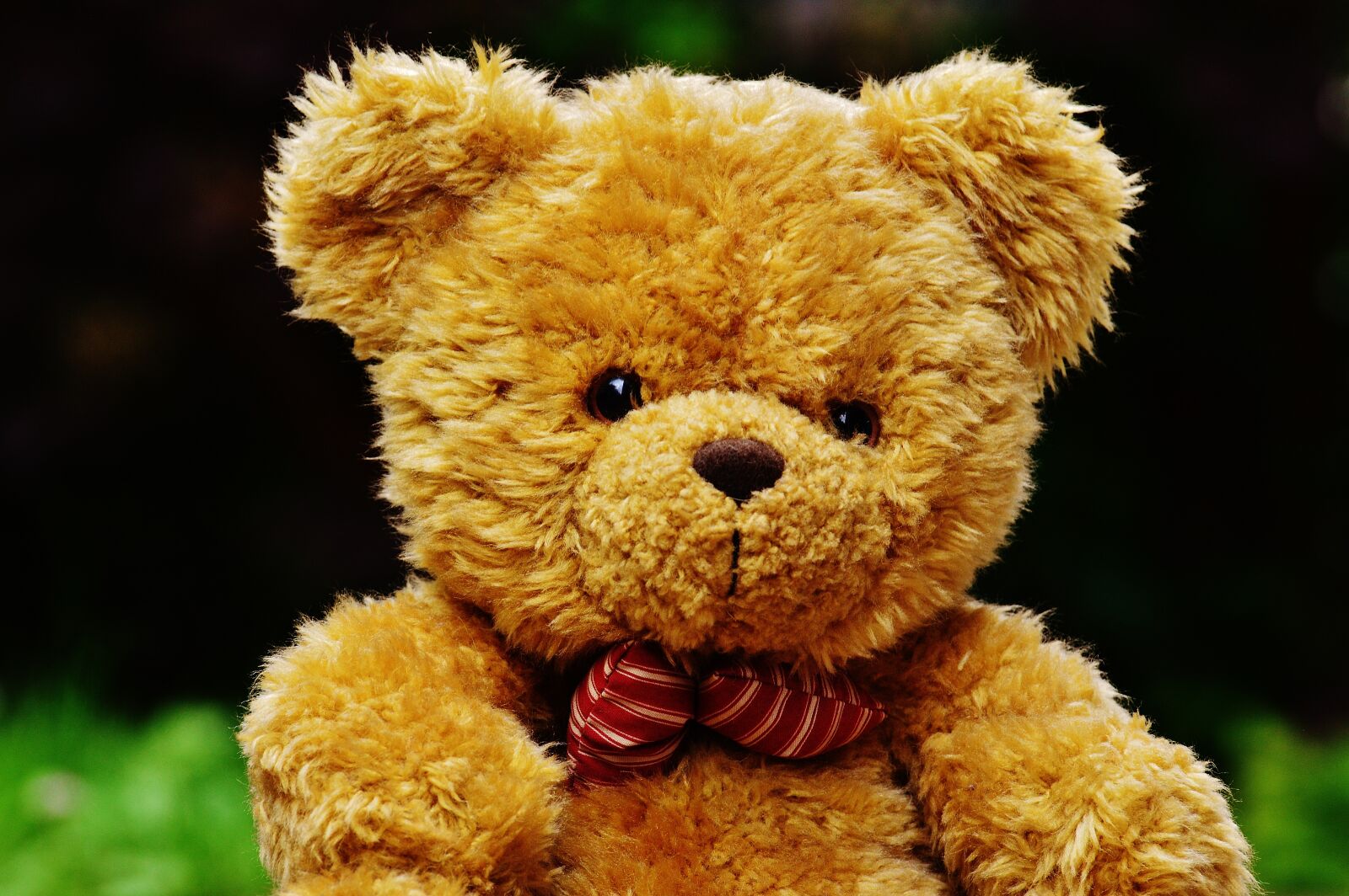 Nikon D3200 sample photo. Teddy, plush, cute photography