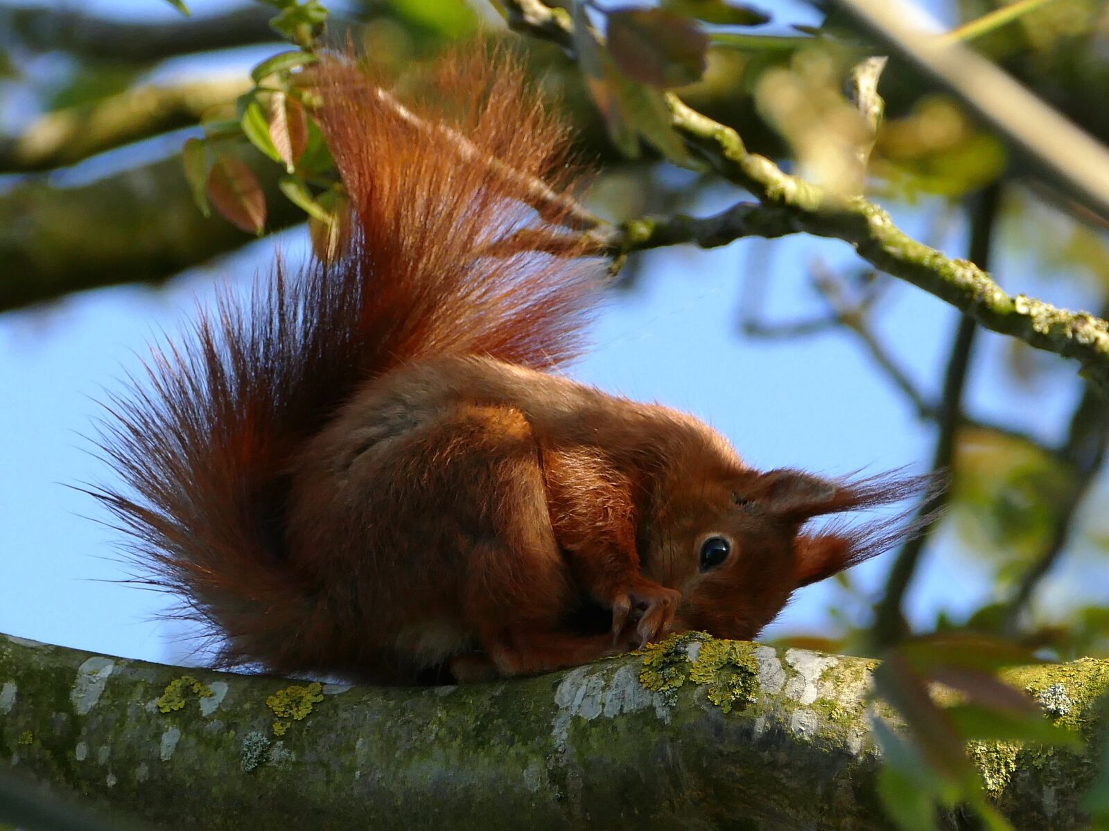Panasonic Lumix DMC-FZ1000 sample photo. Squirrel, animal, wild animal photography