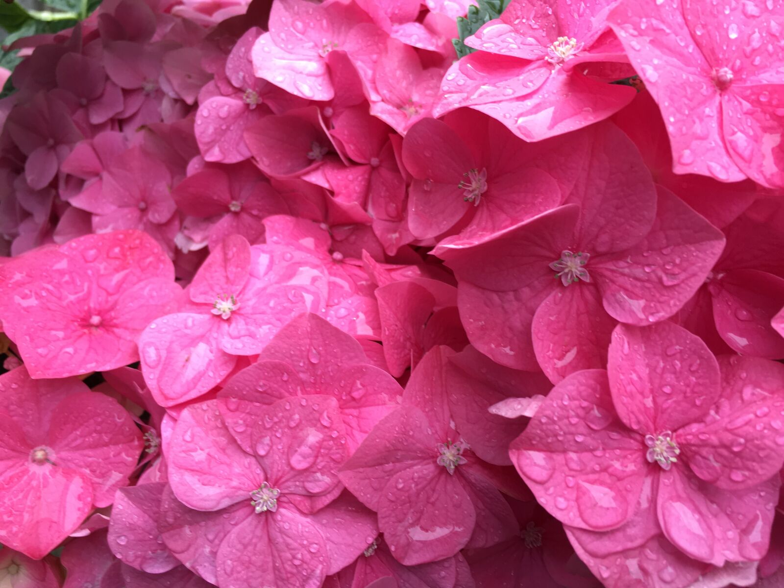 Apple iPhone 6s Plus sample photo. Pink flowers, background, pink photography