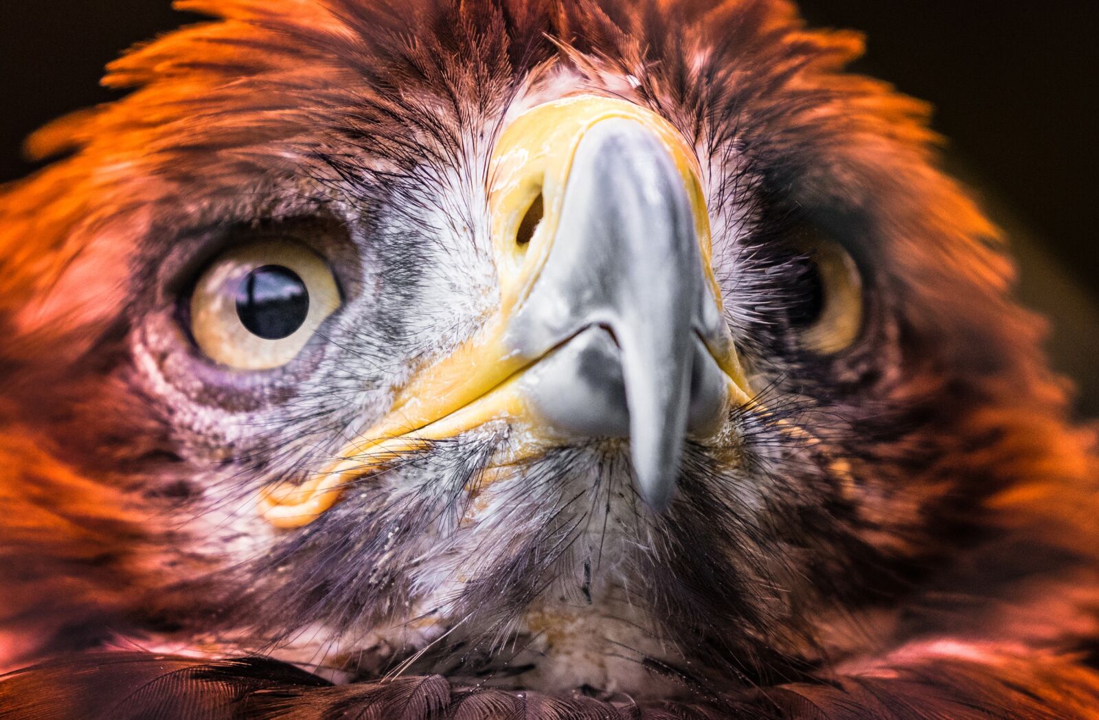 Canon EOS 7D Mark II sample photo. Adler, golden eagle, raptor photography