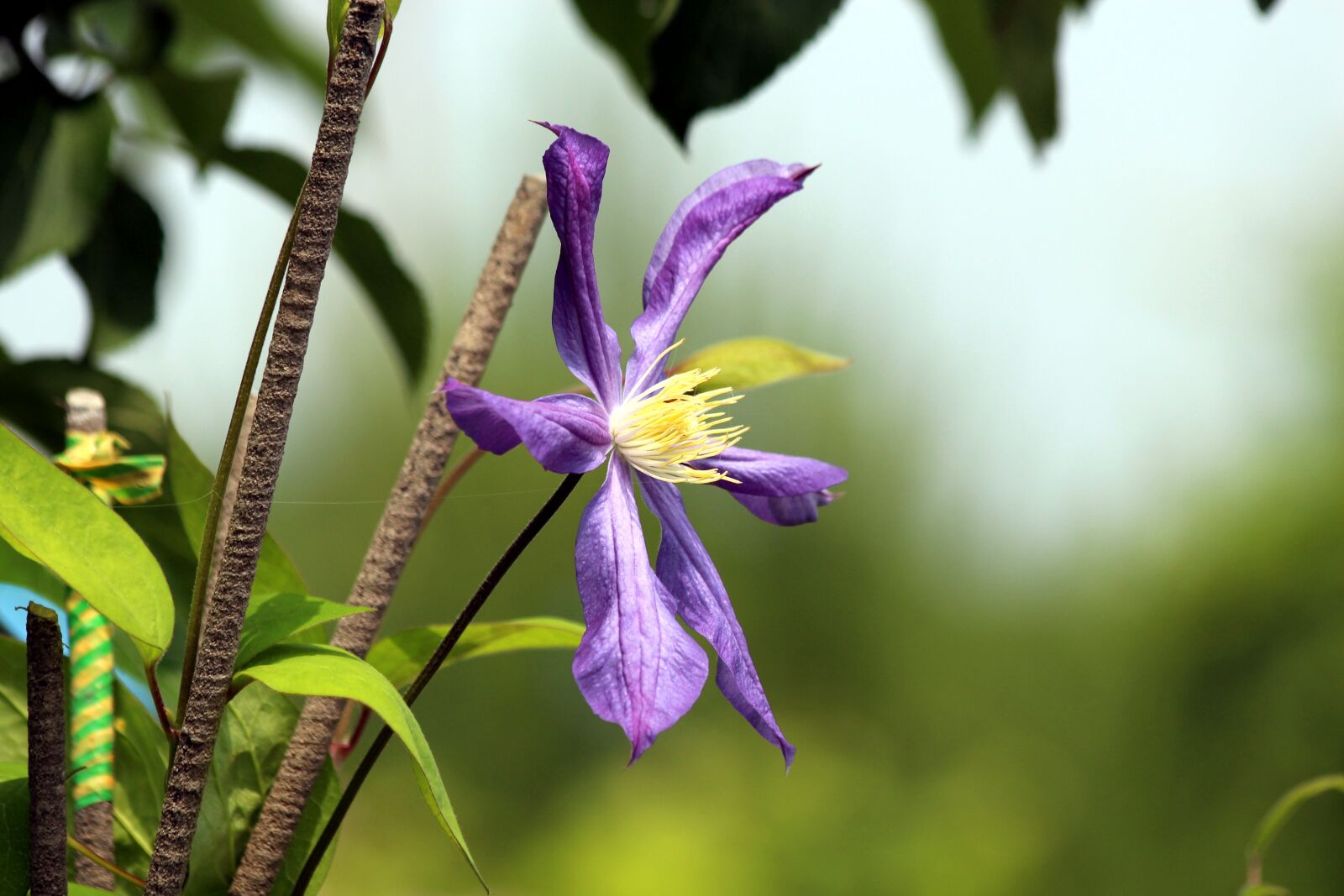 Canon EOS 650D (EOS Rebel T4i / EOS Kiss X6i) sample photo. Clematis, flower, plant photography