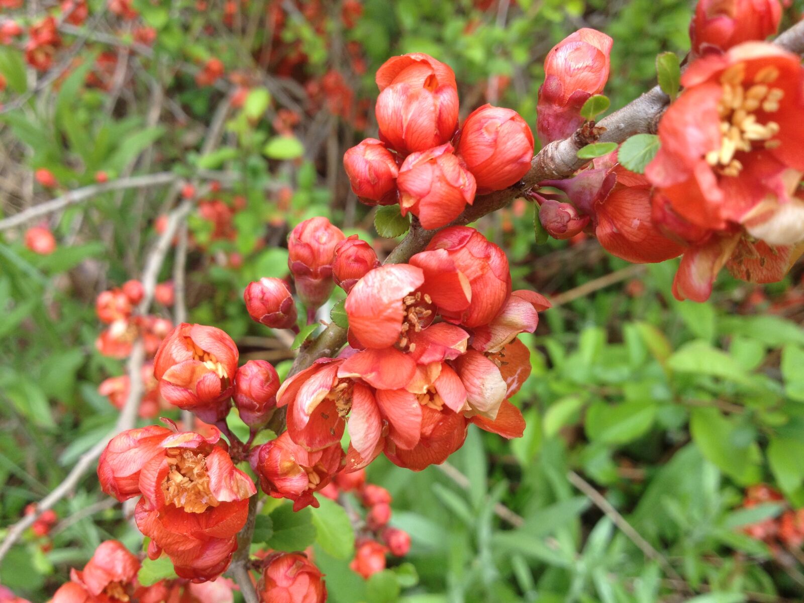 iPhone 4S back camera 4.28mm f/2.4 sample photo. Canada, close, up, flowers photography