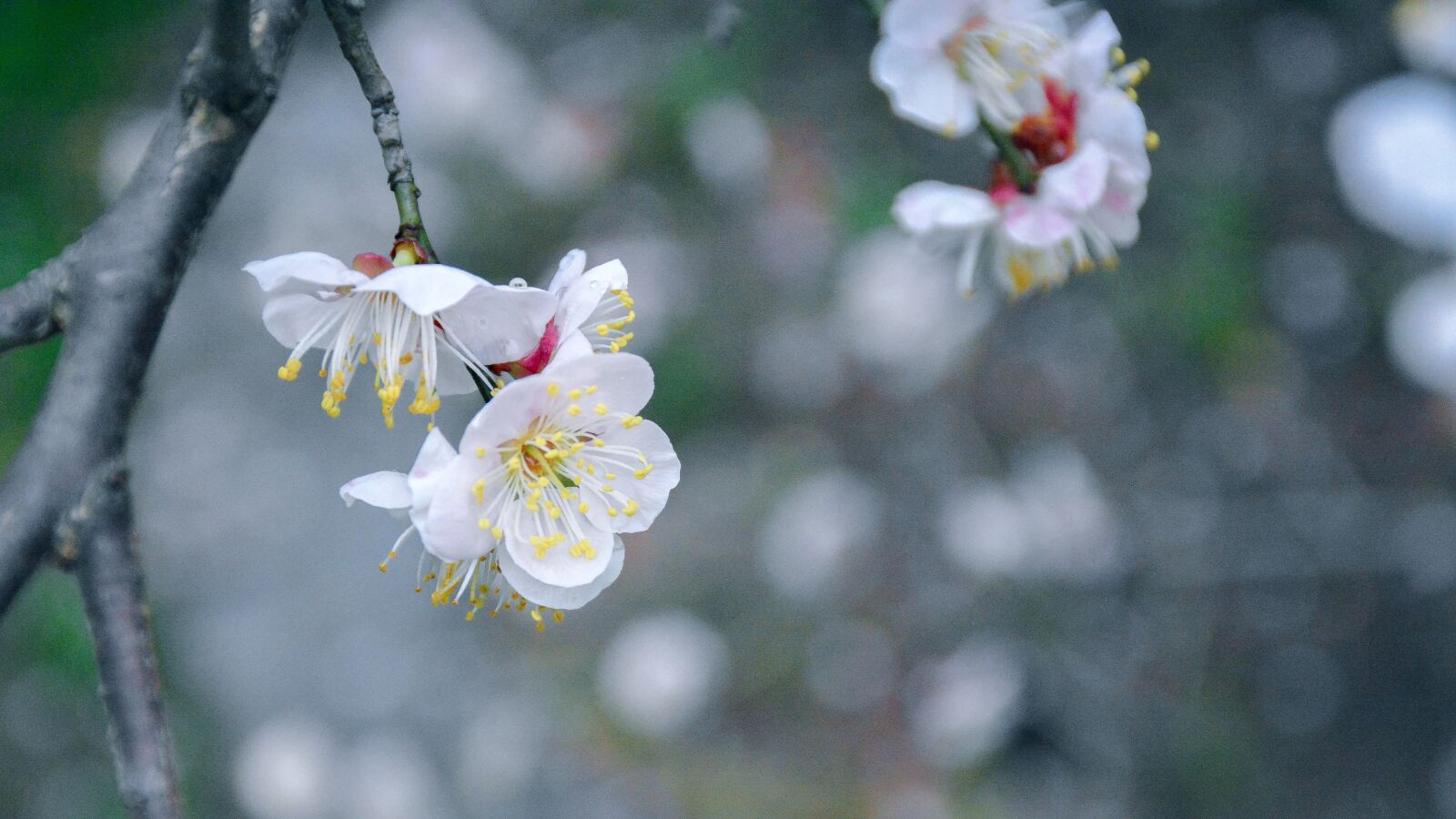 Nikon D7100 sample photo. Flower, cherry wood, plant photography