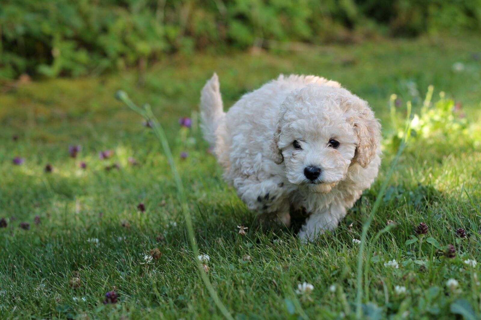 Canon EOS 1100D (EOS Rebel T3 / EOS Kiss X50) + Canon EF 50mm F1.8 II sample photo. Puppy, poodle, miniature poodle photography
