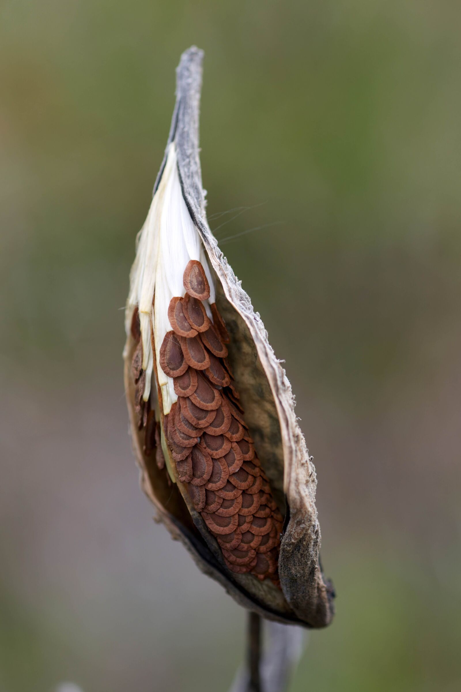 Canon EOS 5D Mark III sample photo. Milkweed, pod, opened, exposed photography