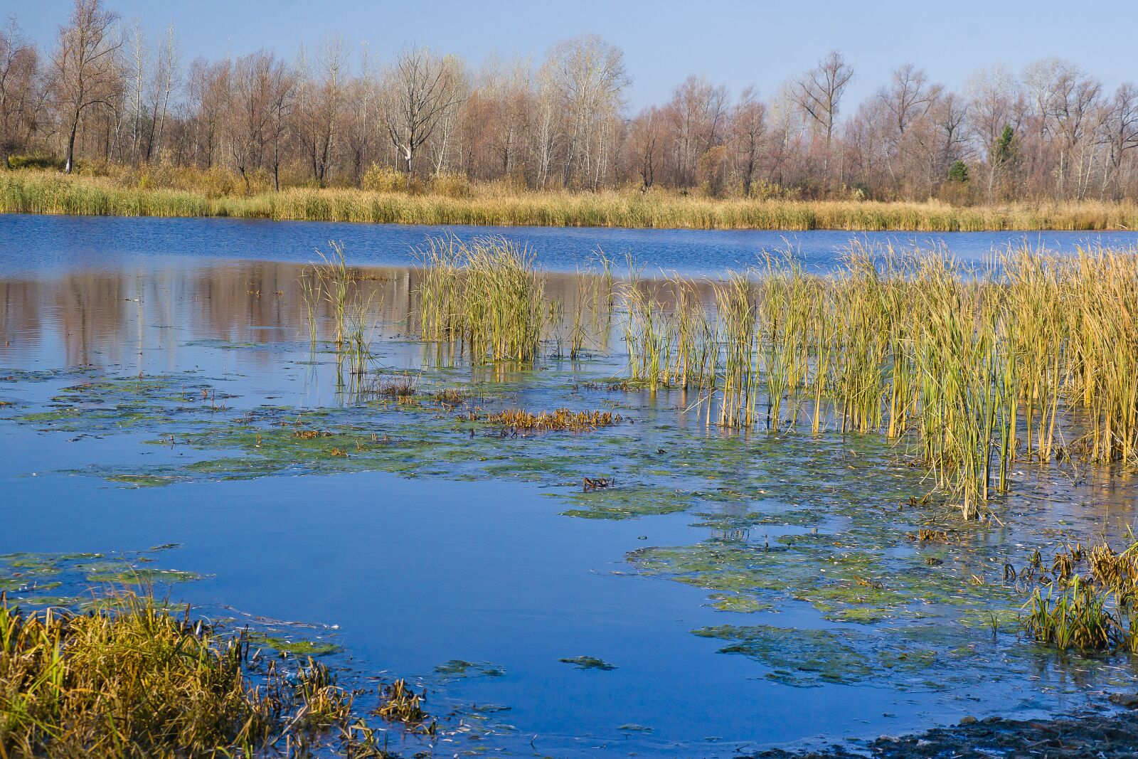 Sony Alpha DSLR-A850 sample photo. Beautiful, nature, blue photography