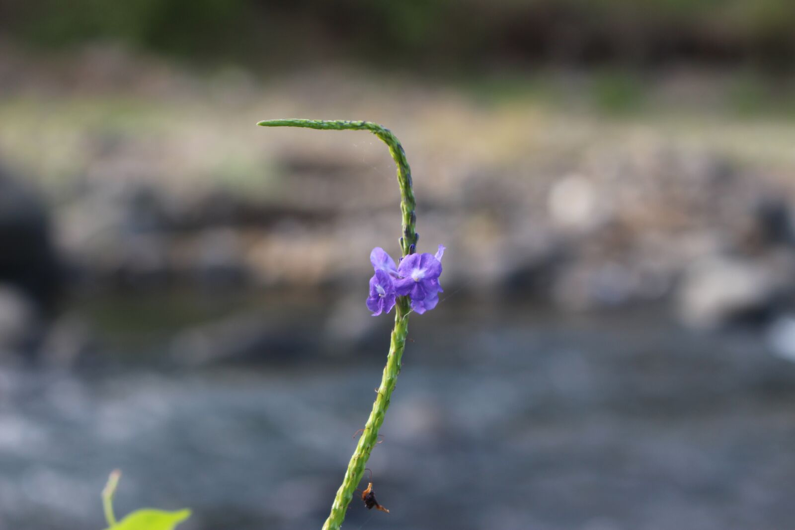 Canon EOS 700D (EOS Rebel T5i / EOS Kiss X7i) sample photo. Wild flower, jamaicensis, purple photography