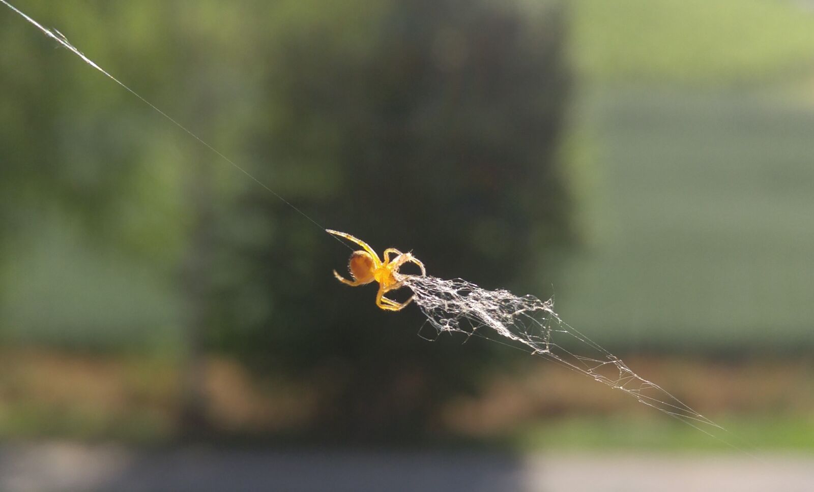 LG H818P sample photo. Spider, cobweb, window photography