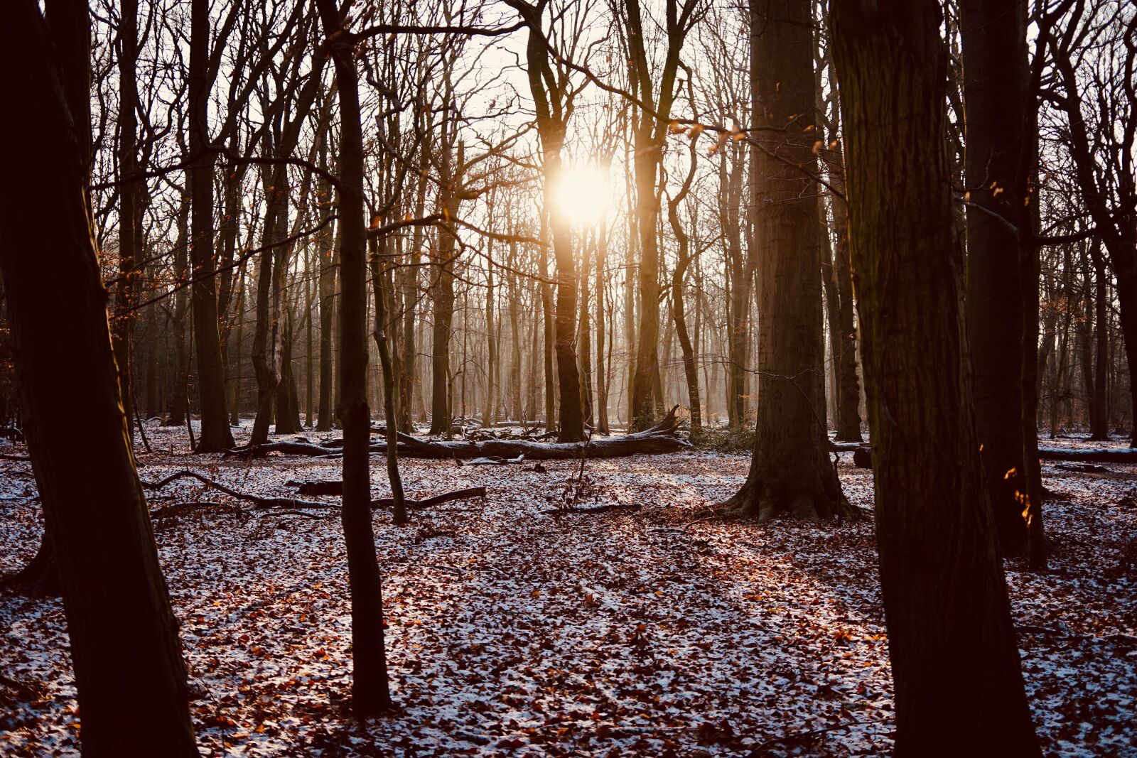 Samyang AF 35mm F2.8 FE sample photo. Forest, twilight, landscape photography
