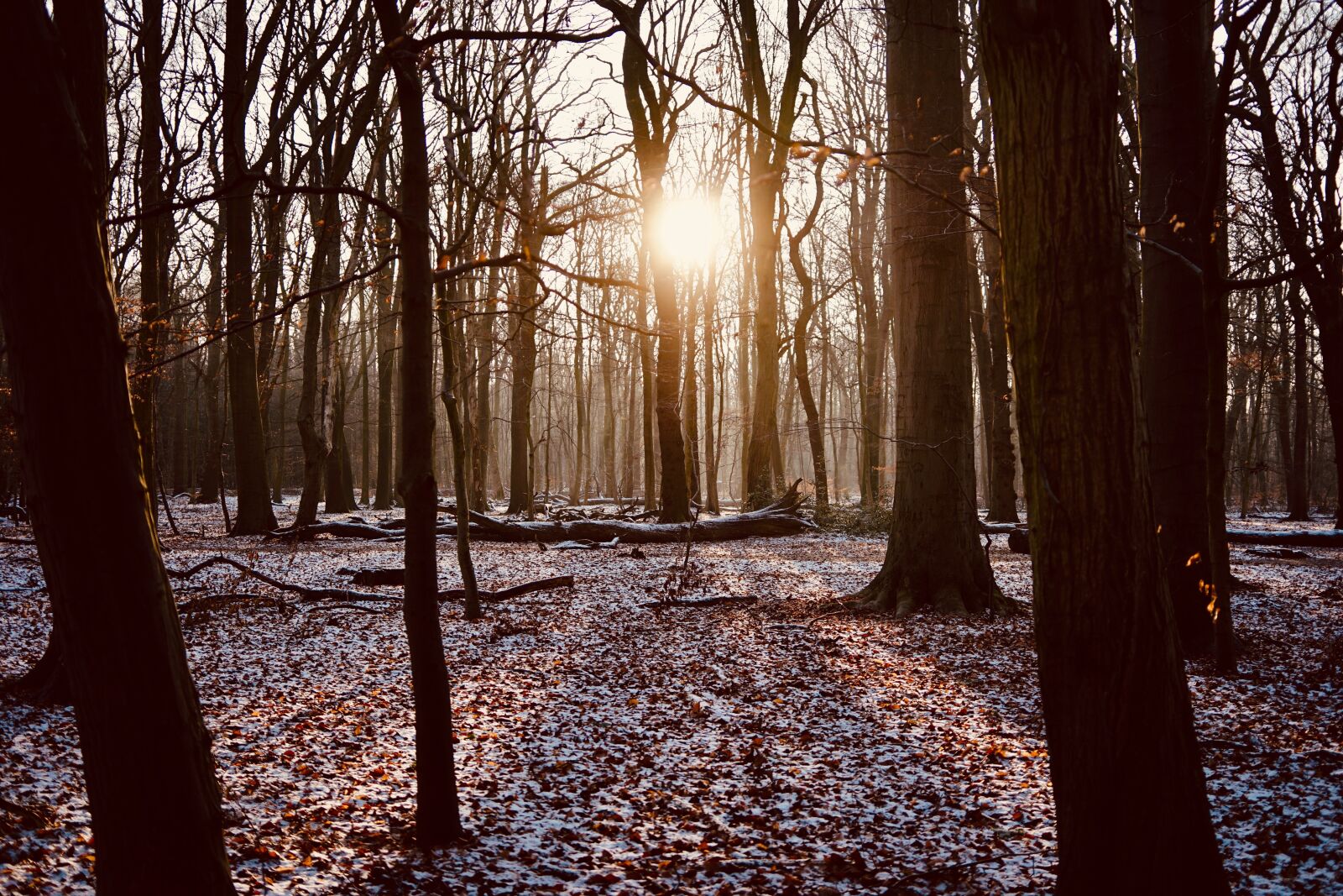 Sony a7 II + Samyang AF 35mm F2.8 FE sample photo. Forest, twilight, landscape photography