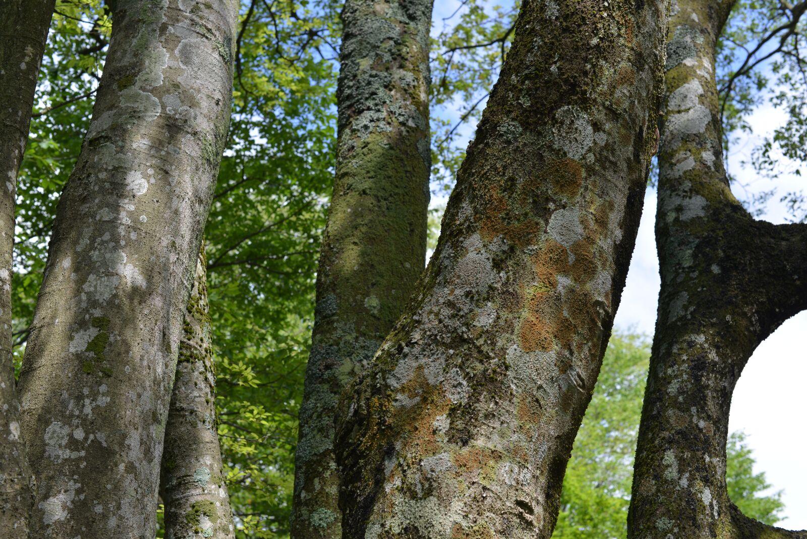 Nikon D800 sample photo. Tree, trunk, natural photography
