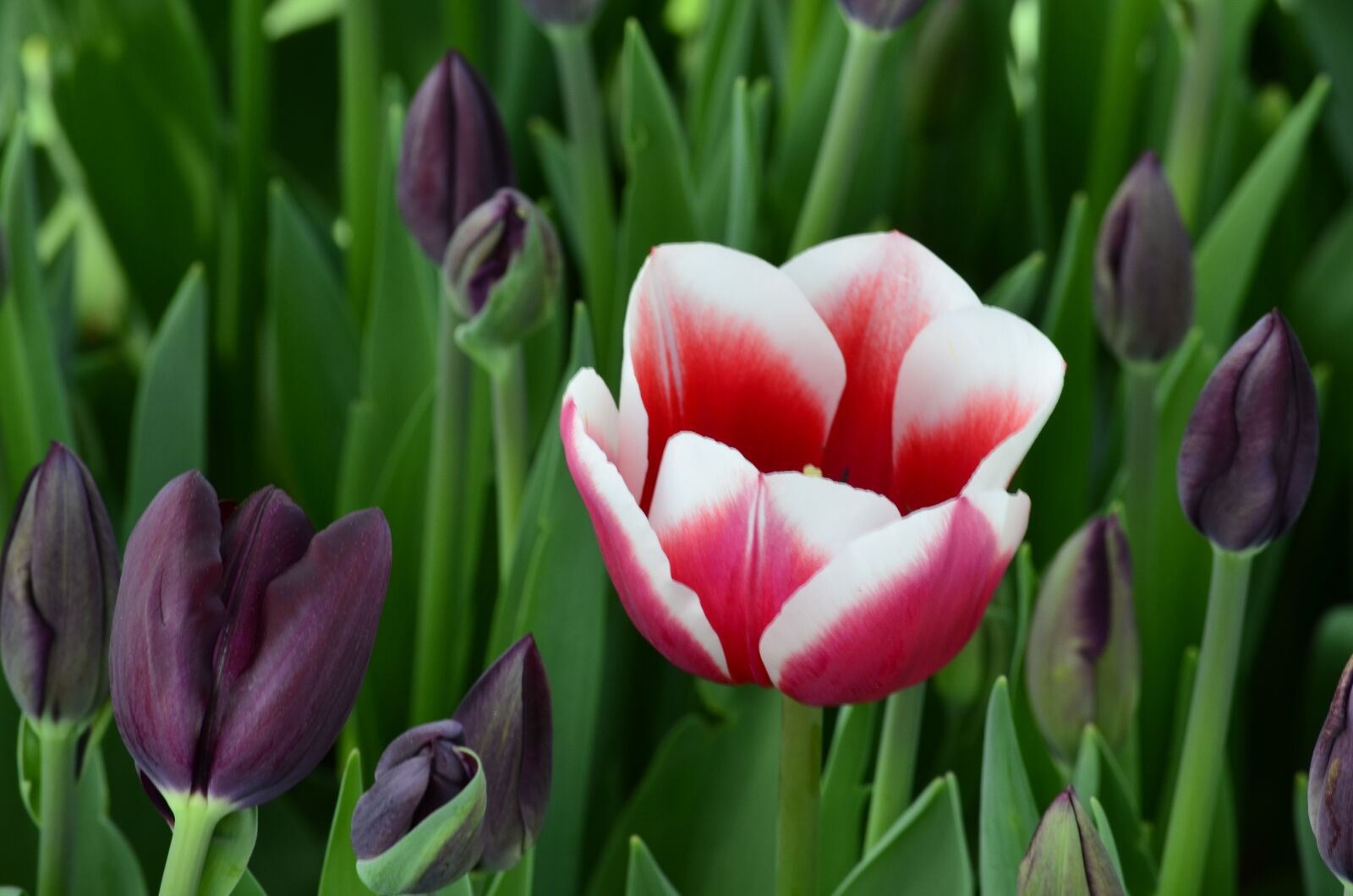 Nikon D5100 sample photo. Tulip, flower, orange photography