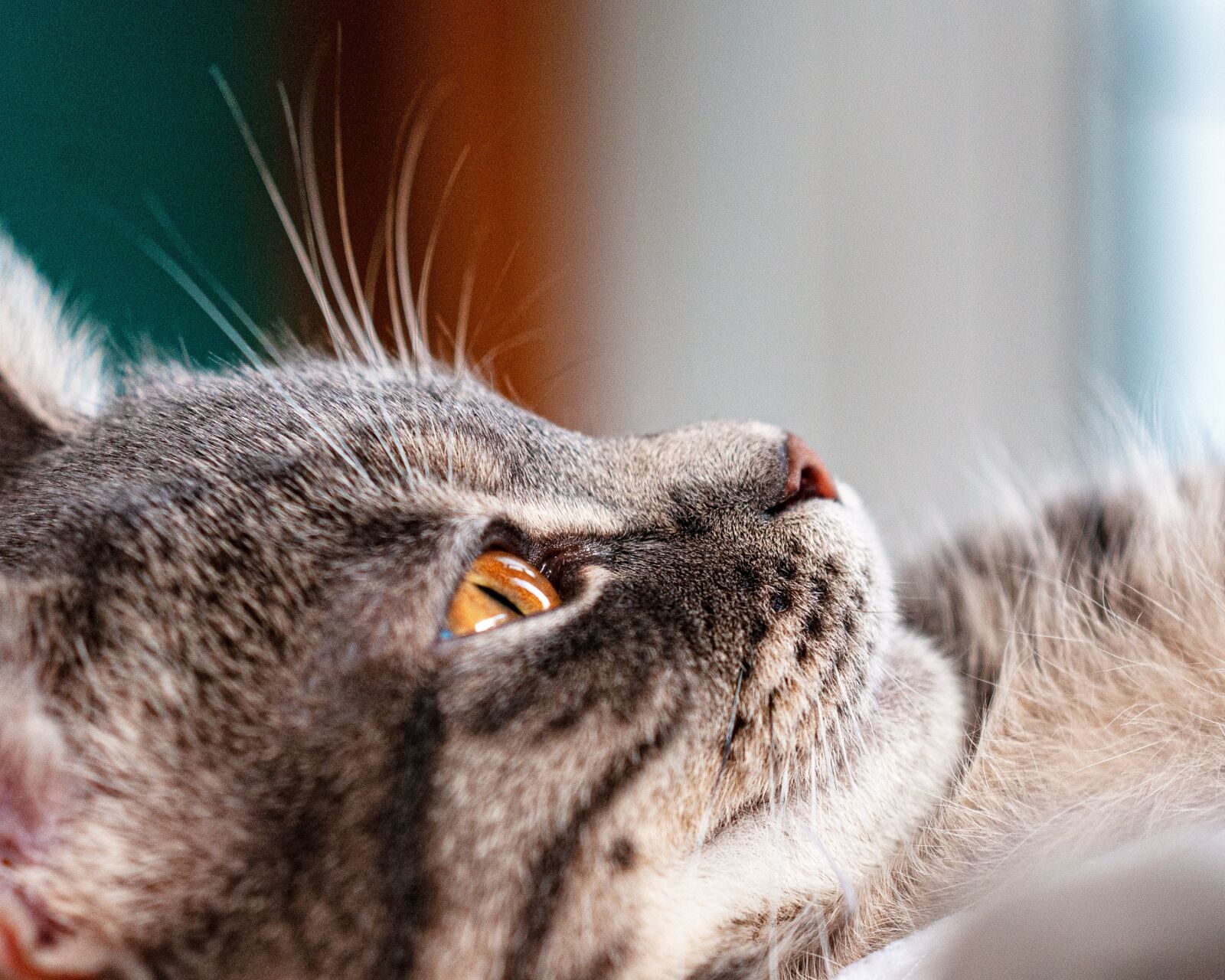 Nikon D300S sample photo. Cat, close up, macro photography