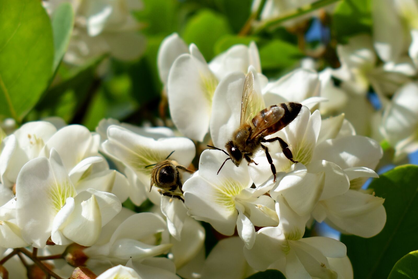 Nikon D3500 sample photo. Flowers, white, bee photography
