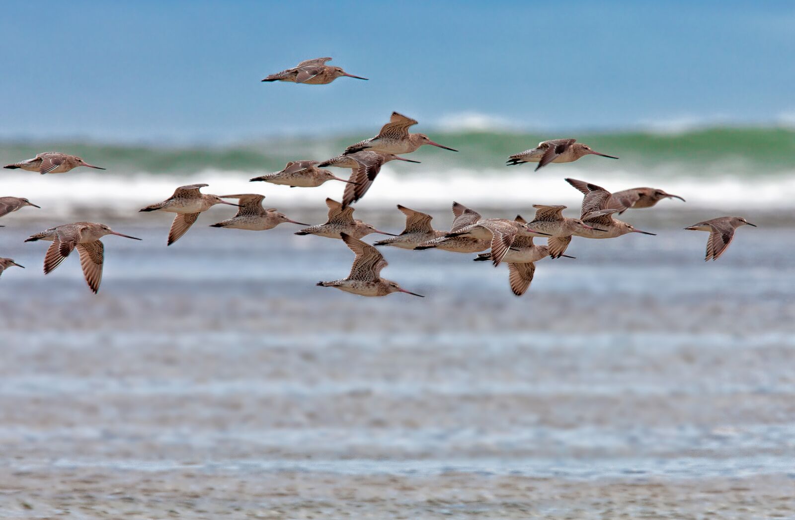 Canon EOS 5D Mark II sample photo. Bird, the kind, flight photography