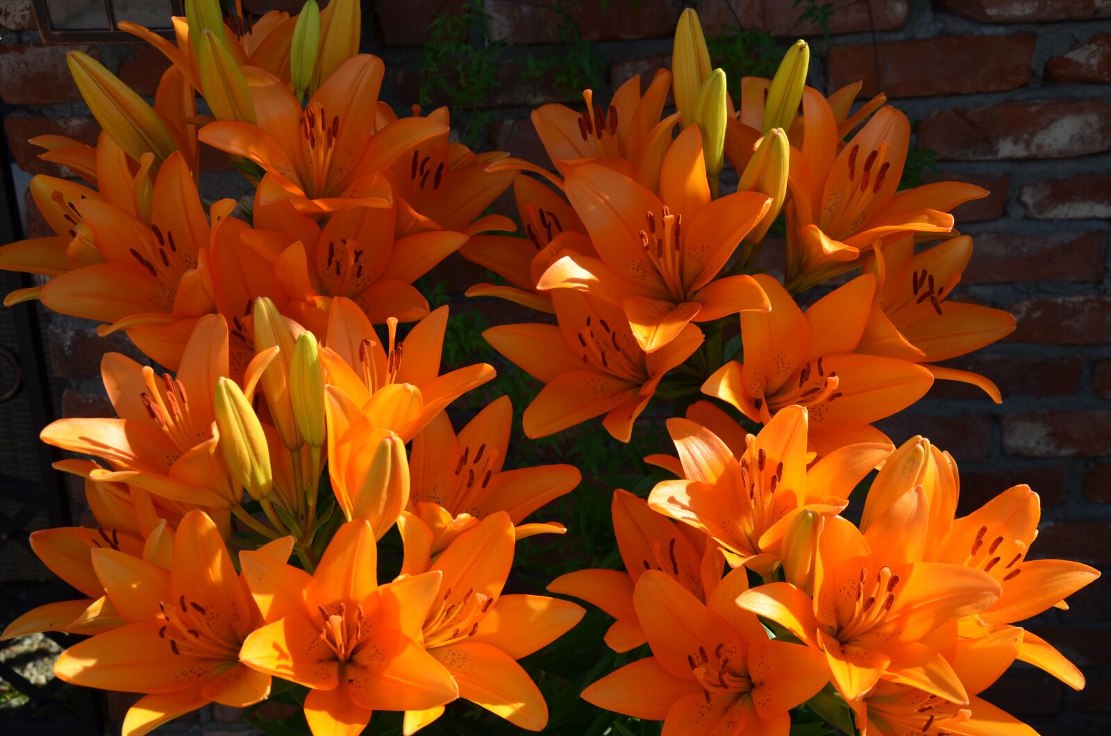 Nikon D5100 sample photo. Orange, flowers, flower photography