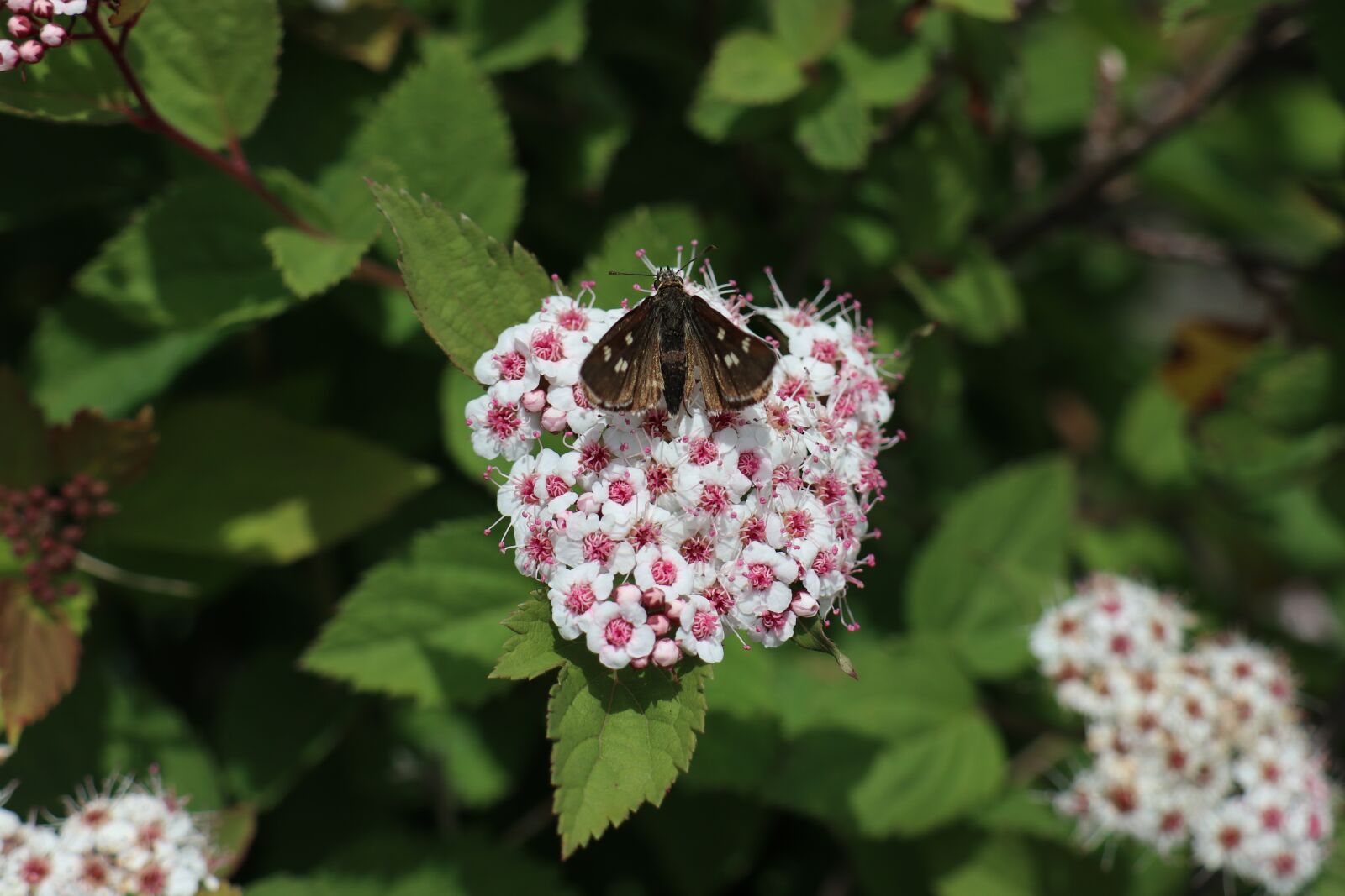 Canon EF-M 18-150mm F3.5-6.3 IS STM sample photo. Plant, wild flowers, butterfly photography