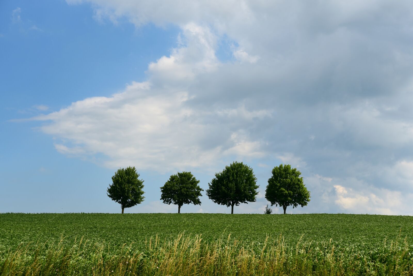 Nikon D750 sample photo. Trees, landscape, background photography