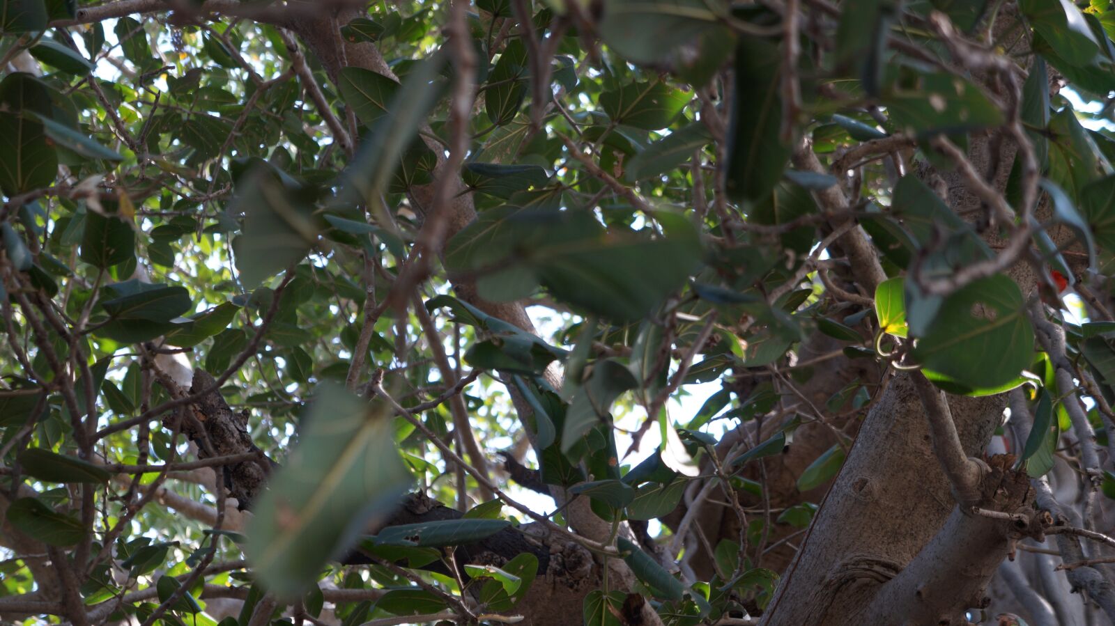 Sony Alpha a3000 + Sony E 18-55mm F3.5-5.6 OSS sample photo. Tree, snack, temple photography