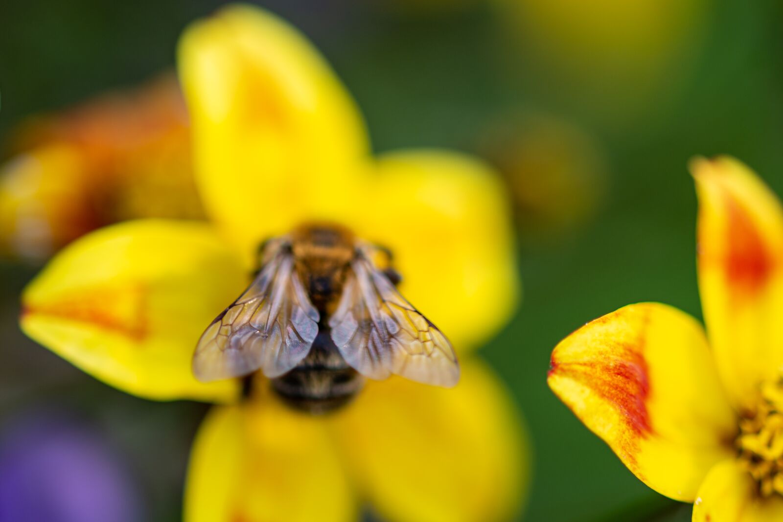 Nikon D7100 sample photo. Hummel, insect, bee photography