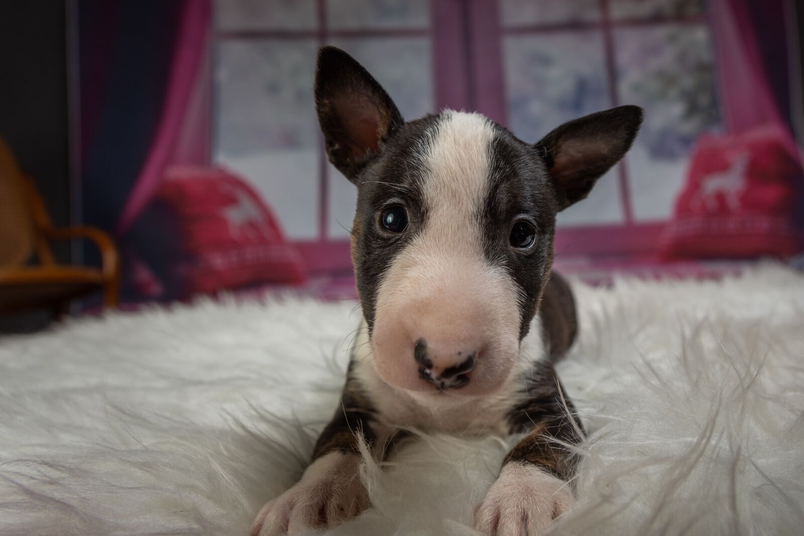 Nikon D7200 sample photo. Puppy, dog, animal photography